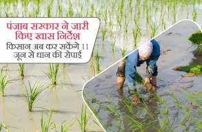 Paddy Farming: पंजाब सरकार ने जारी किए खास निर्देश, किसान अब कर सकेंगे 11 जून से धान की रोपाई, जानें विस्तार से khetivyapar पर